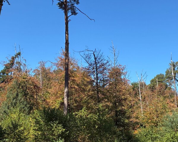 Bild vergr&ouml;&szlig;ern: Die D�rre wirkt sich sichtbar auf den Wald im Landkreis Karlsruhe aus. (Quelle: Landratsamt Karlsruhe)