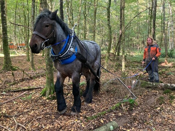 Holzr&uuml;ckung mit Pferd 
