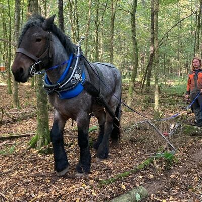 Bild vergr&ouml;&szlig;ern: Holzr�ckung mit Pferd