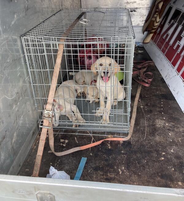 Bild vergrößern: Bei einem illegalen Transport gerieten diese Hundewelpen in Lebensgefahr. Durch eine Kontrolle konnten sie gerettet werden.