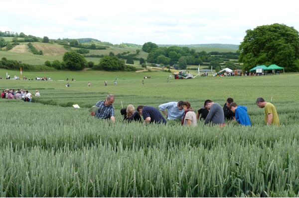 Bild vergrößern: Auf dem Feld begutachten Teilnehmende beim vergangenen Versuchsfeldtag das Getreide.
