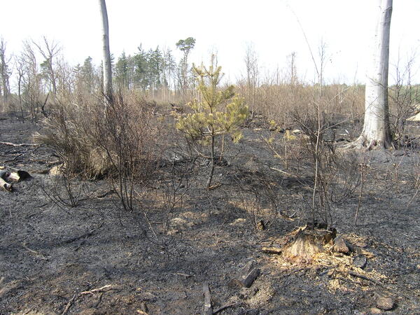 Forstkultur nach einem Bodenfeuer mit typischer Verkohlung