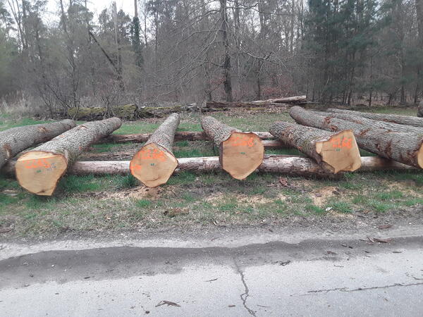 Bild vergrößern: Ausgesuchtes Holz aus heimischen Wäldern liegt auf dem Submissionsplatz in Bruchsal zum Verkauf aus.