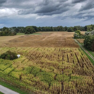 Bild vergrößern: Das Maislabyrinth in Liedolsheim ist für jedes Alter ein Vergnügen