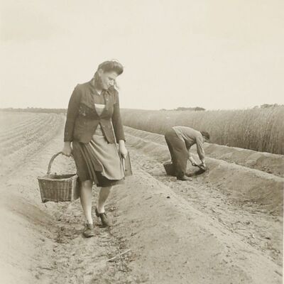 Bild vergrößern: Spargelfeld bei Graben in den 1950er Jahren