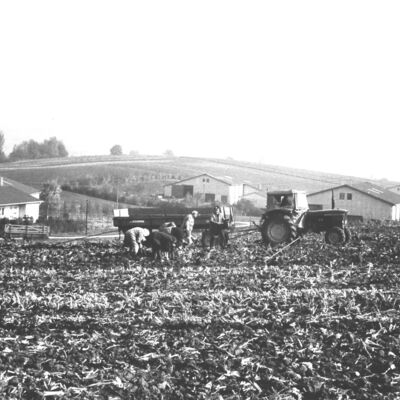 Bild vergrößern: Feldarbeit nahe der Siedlung Dossental bei Gondelsheim, 1969