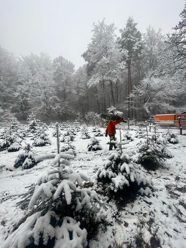 Bild vergrößern: Die geernteten Weihnachtsbäume werden aus dem Wald transportiert